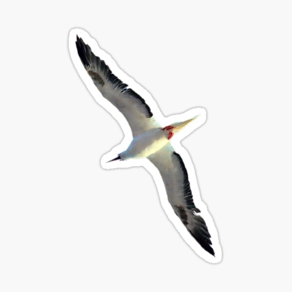 Item preview, Albatross, the largest, most flying, and most loyal bird on earth designed and sold by zenger2021.