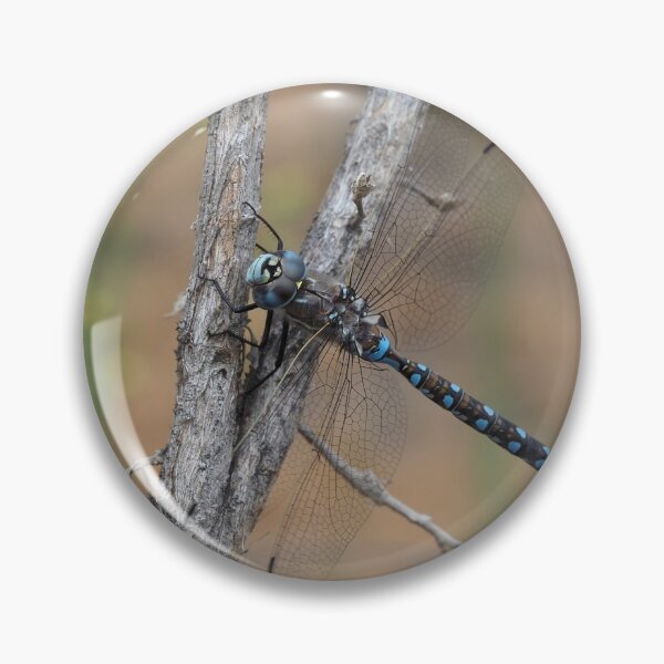 Item preview, Darner dragonfly - most likely Rhionaeschna californica - California Darner designed and sold by SDym Photography.