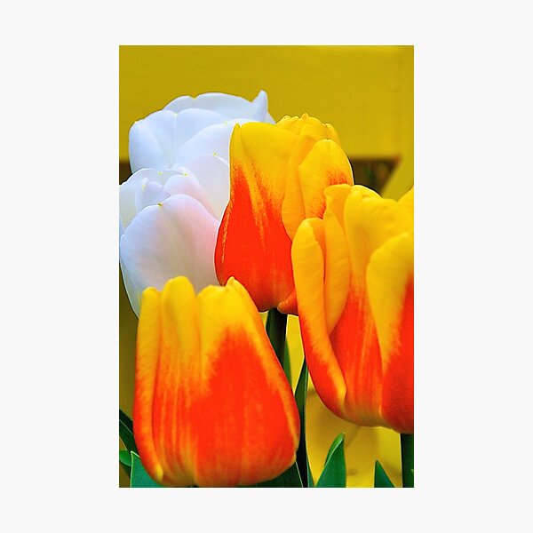 Life is All About Tulips Photographic Print