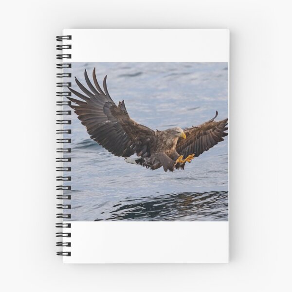 Item preview, Eagle is a polysemous word, a collective term for raptors of the eagle subfamily. designed and sold by zenger2021.