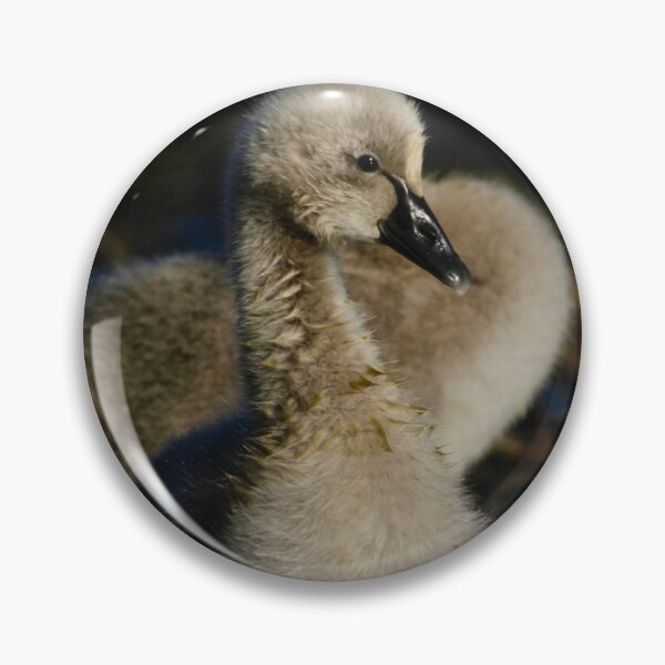 Item preview, Baby Cygnet  designed and sold by garytresize.