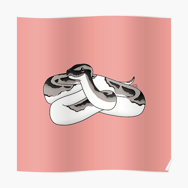 Ball Python Axanthic Pied Snake Poster for Sale by Elarex