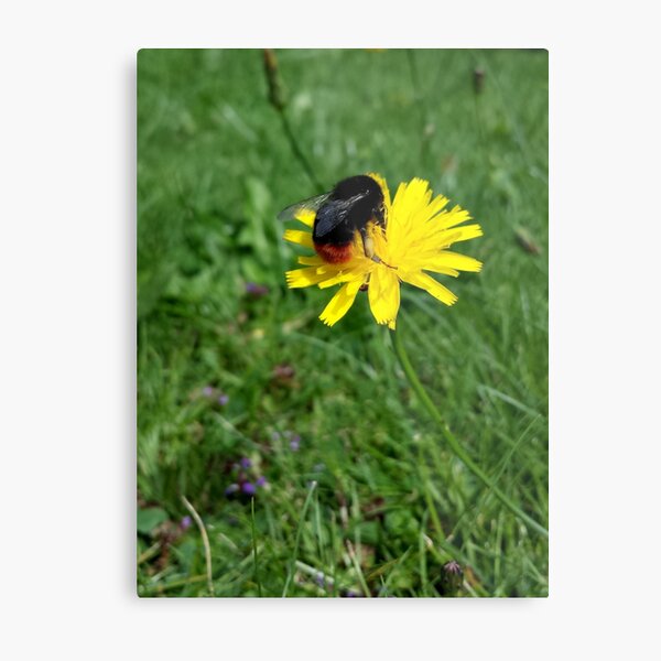 Bee on yellow flower Metal Print