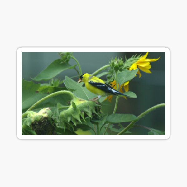 Item preview, Finch SunFlower designed and sold by kimbarose.