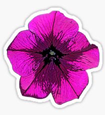 Purple Petunia Sticker