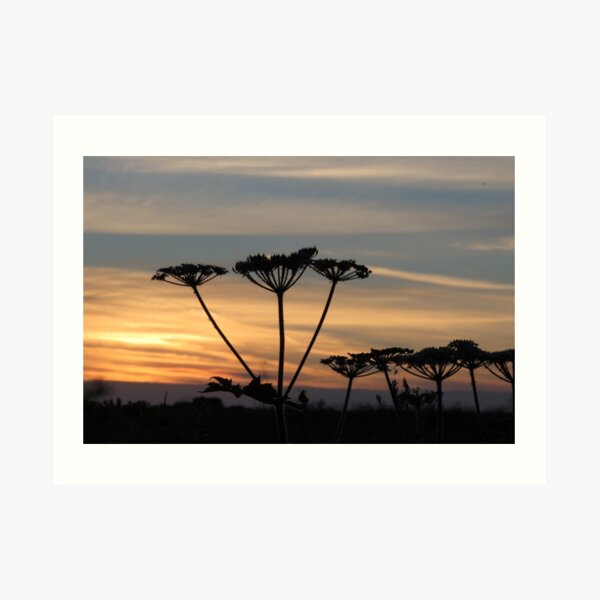 Umbellifers at sunset Art Print