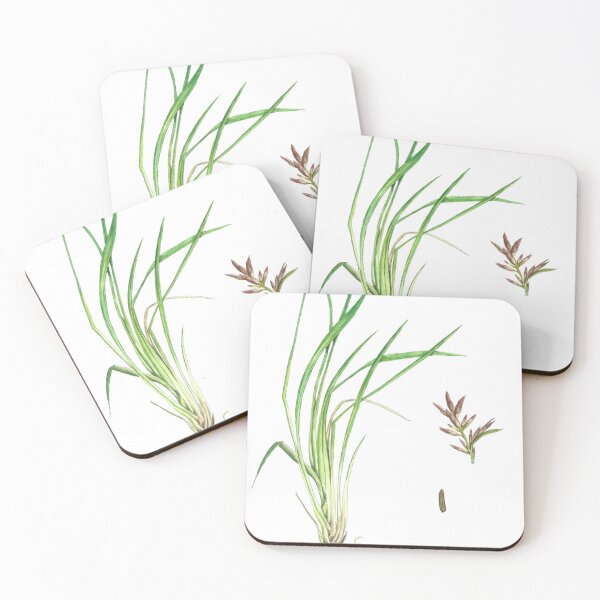 Item preview, Cymbopogon nardus designed and sold by Cladonia.