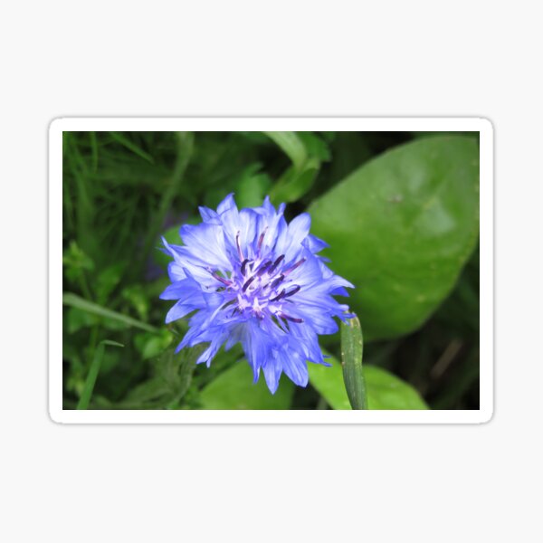 Blue cornflower close up Sticker