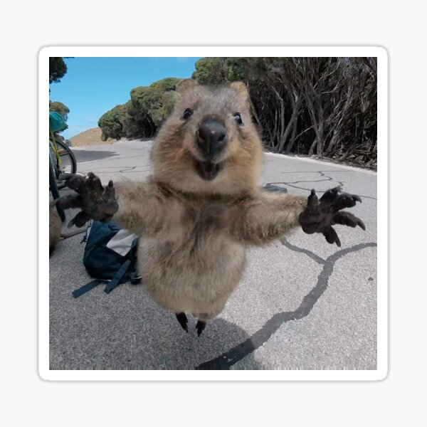 Sei glücklich.. Wie ein Quokka Sticker