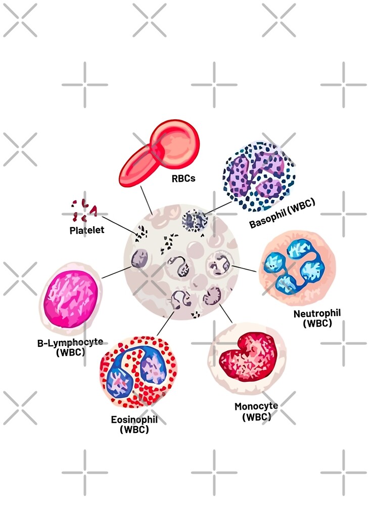Basophils Rbc Basophil Easy Diagram