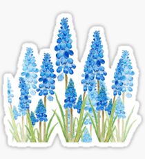 blue grape hyacinth forest Sticker