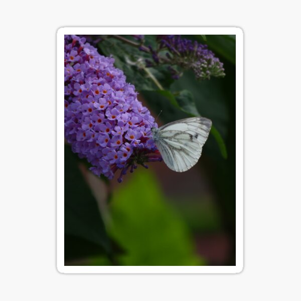 Large white butterfly on lilac Sticker