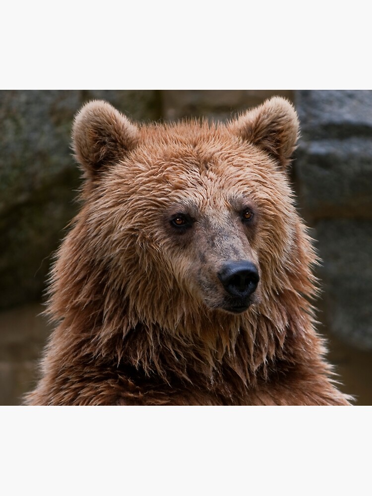 "Tapestries,Tapestry,throw covers ,Grizzly