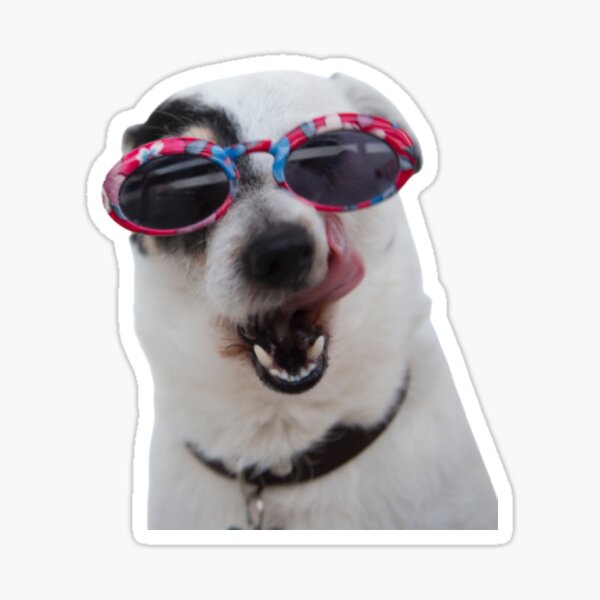 cool dog in a hat and sunglasses Sticker for Sale by Evaskov