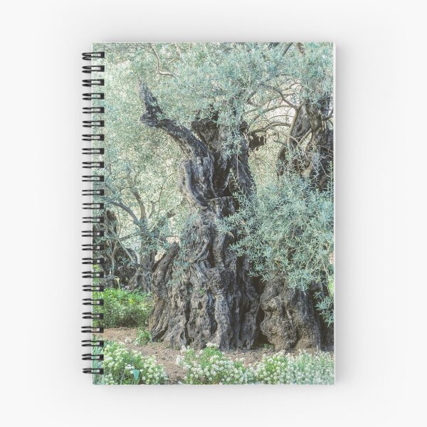 Item preview, 2000-Year-Old Olive Tree in the Garden of Gethsemane designed and sold by Karen Granoski.