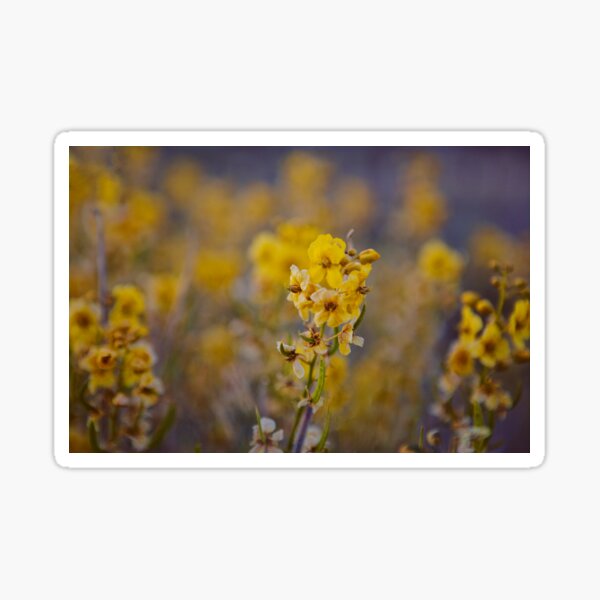 Item preview, Desert Bloom designed and sold by Katie Doner.