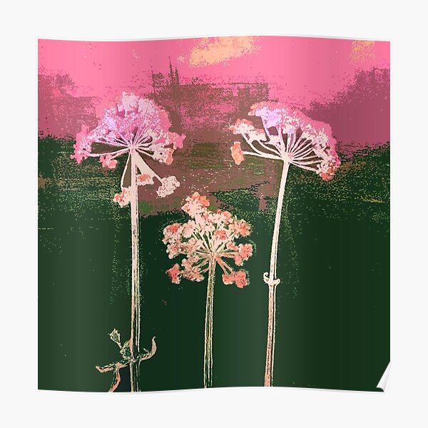 Cow Parsley: pink Poster