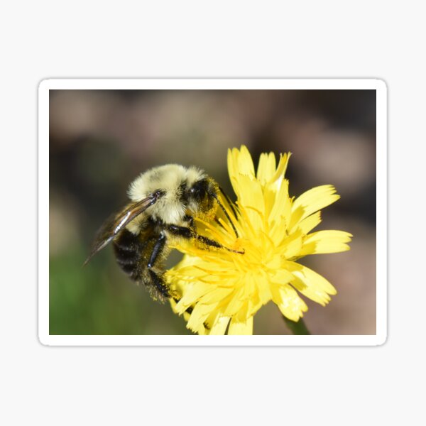 pollinator at work Sticker