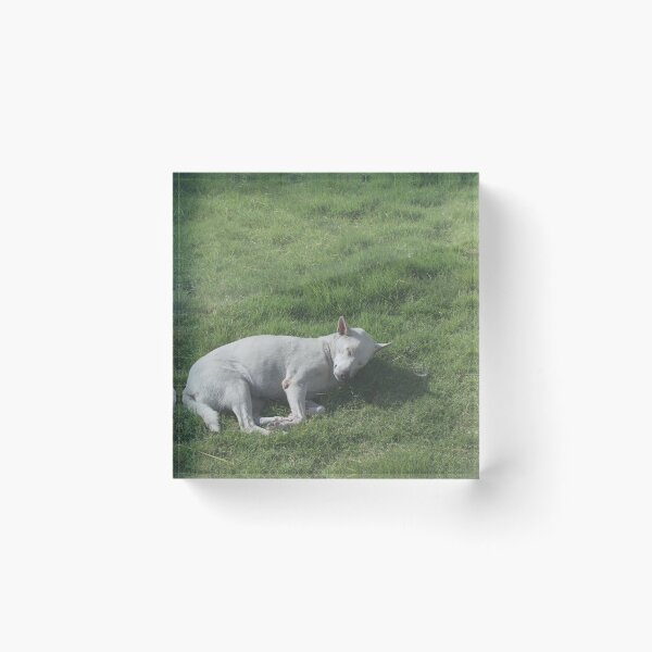 Item preview, Dogs roll on the grass in the morning. designed and sold by Kedmaneeshop.