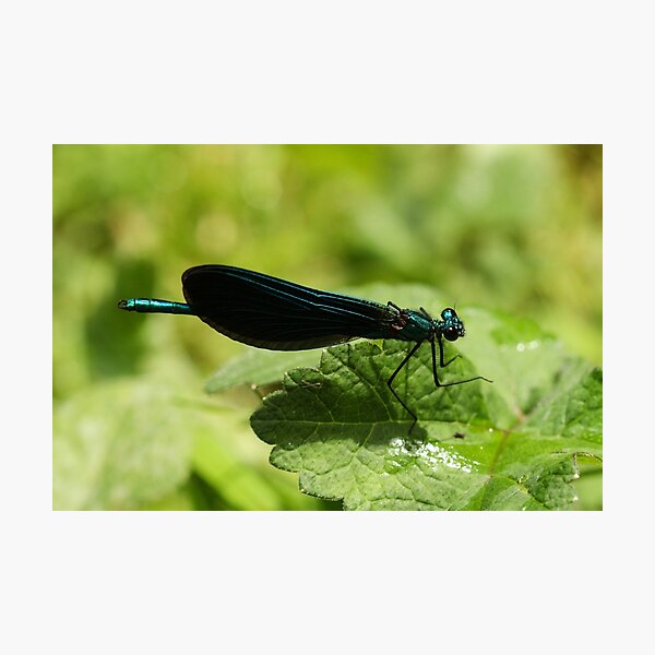 Beautiful Demoiselle Photographic Print