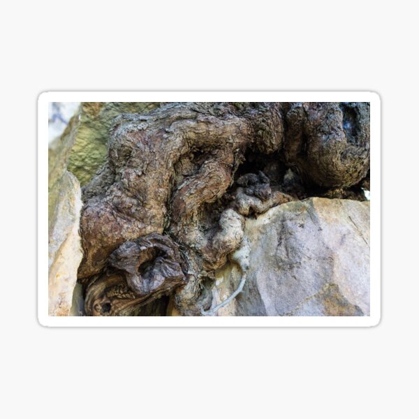 Wood and rock unite, strong root of an ancient tree Sticker