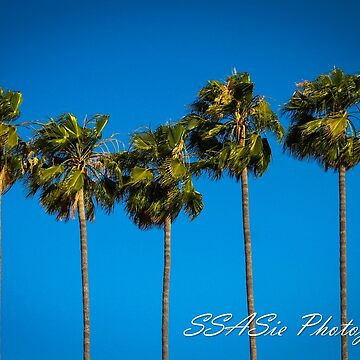 Artwork thumbnail, Palm Trees by SSASiePix
