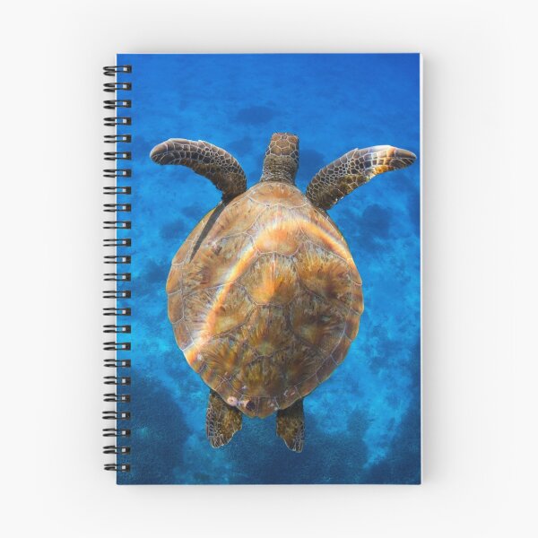 Item preview, Cruising turtle - print designed and sold by Kara Murphy.