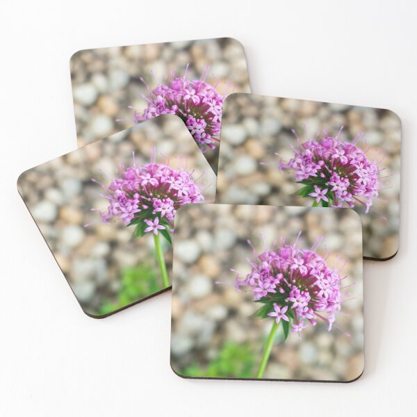 Item preview, Phuopsis Stylosa "Purpurea" designed and sold by AlinaSCorner.
