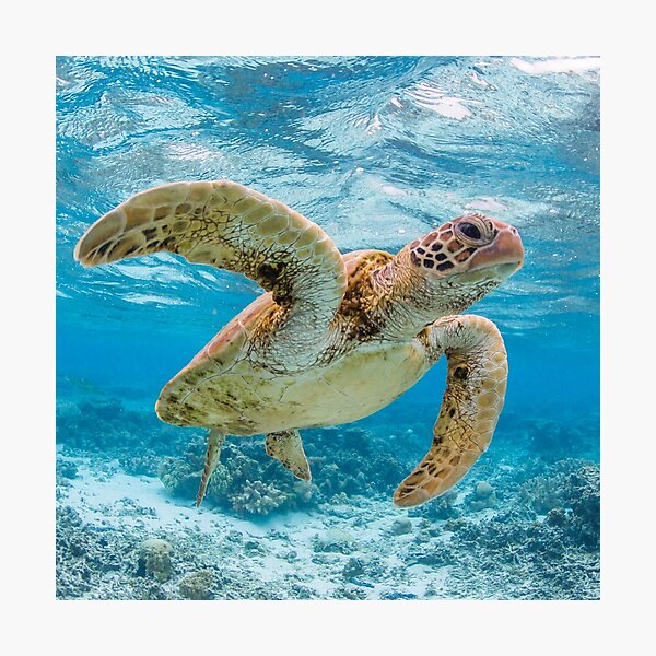 Turtle star Photographic Print
