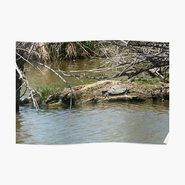 Lake landscape with turtle on island Poster