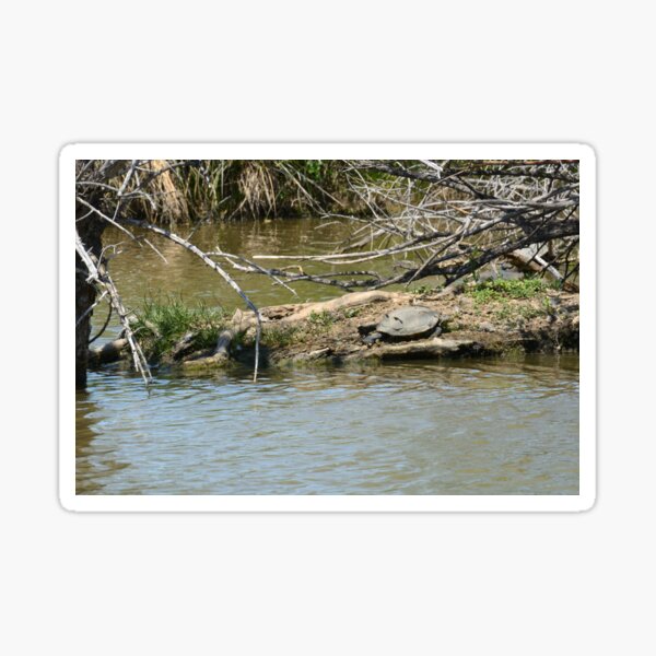 Lake landscape with turtle on island Sticker
