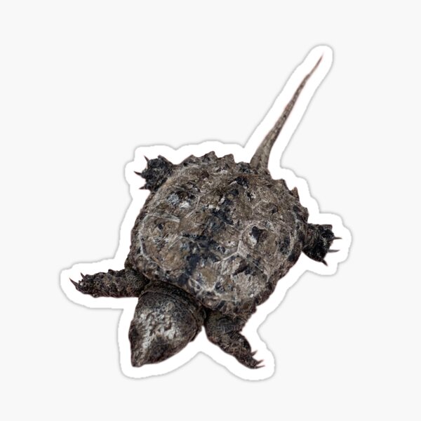 Alligator Snapping Turtle Alligator Snapping Turtle Common Snapping Turtle  Tattoo PNG Clipart Alligator Alligator Snapping Turtle Animal Animals  Black And White Free PNG Download