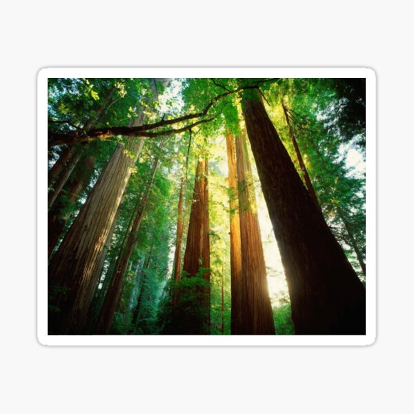 "Redwoods" Sticker for Sale by amelrose Redbubble
