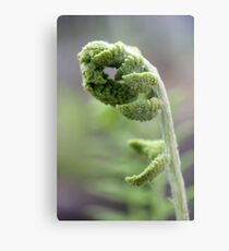 Young Fern 2 Metal Print