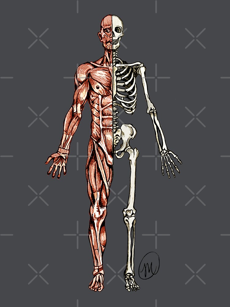 Half Muscle Half Skeleton T Shirt By Mvanhyll Redbubble