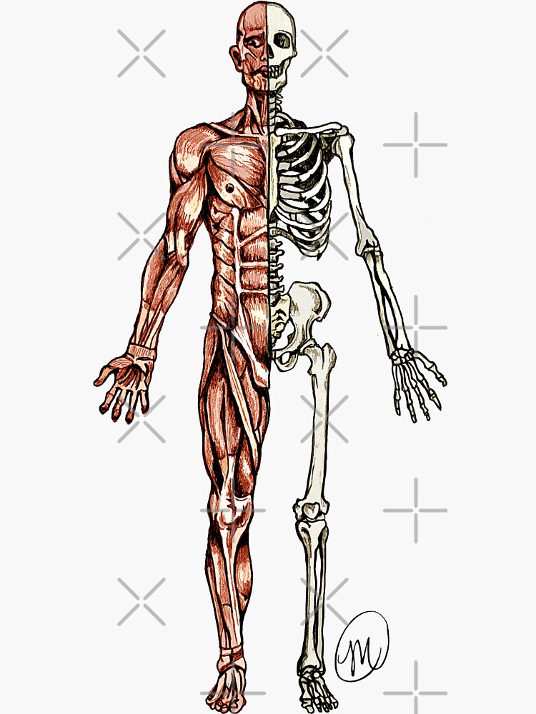 "Half Muscle - Half Skeleton" Sticker by MVanHyll | Redbubble