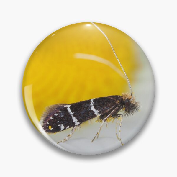 Item preview, Fairy moth Adela septentrionella designed and sold by SDym Photography.
