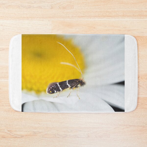 Item preview, Fairy moth Adela septentrionella designed and sold by SDym Photography.