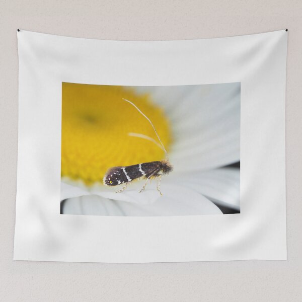 Item preview, Fairy moth Adela septentrionella designed and sold by SDym Photography.