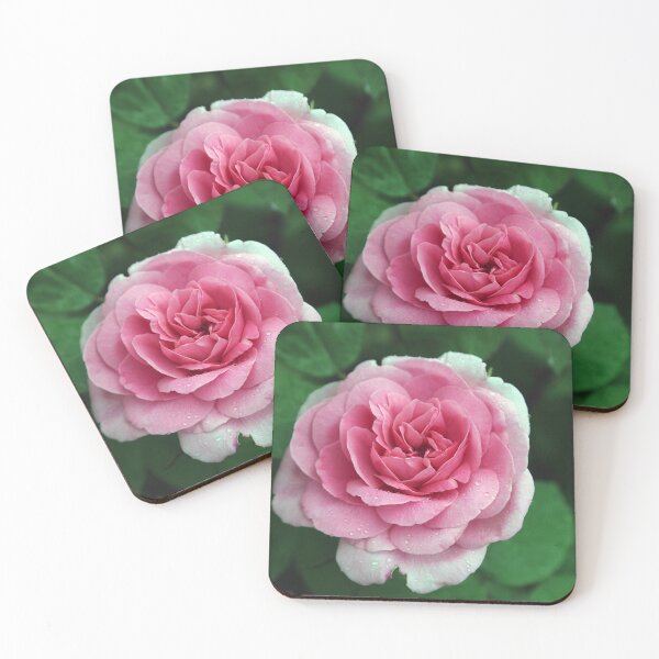Item preview, Pink rose with raindrops designed and sold by photoslot.