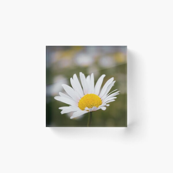 Item preview, Common Daisy designed and sold by JEZ22.