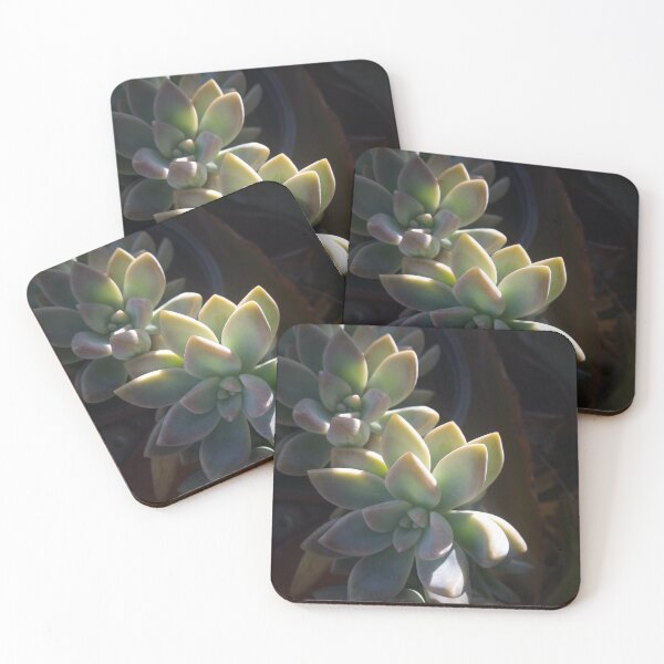 Item preview, Succulent #0 designed and sold by rolandixor.