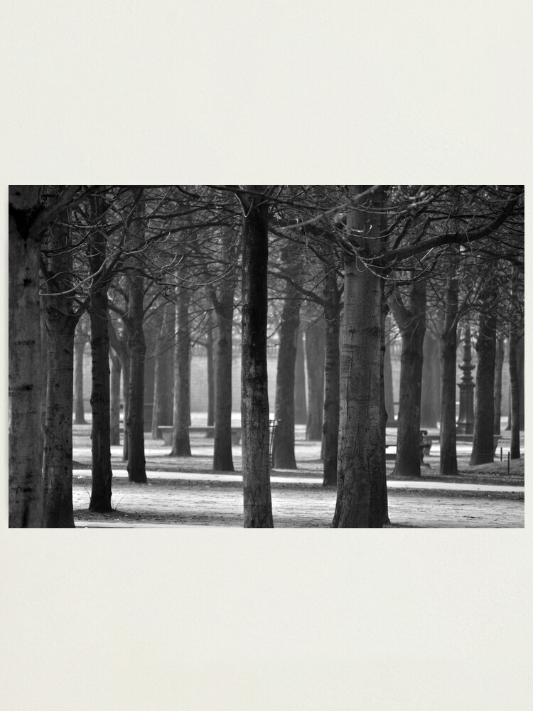 Alternate view of Winter Garden Photographic Print