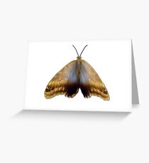 Real Butterfly No. 4 - Dusty Gold and Blue Greeting Card