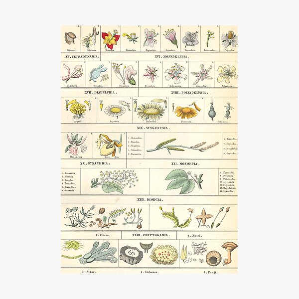 Botanical Chart by Bromme Photographic Print