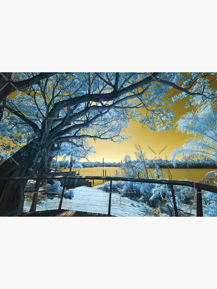 The Fig Tree and the Eleanor Schonell Bridge by MelBrackstone