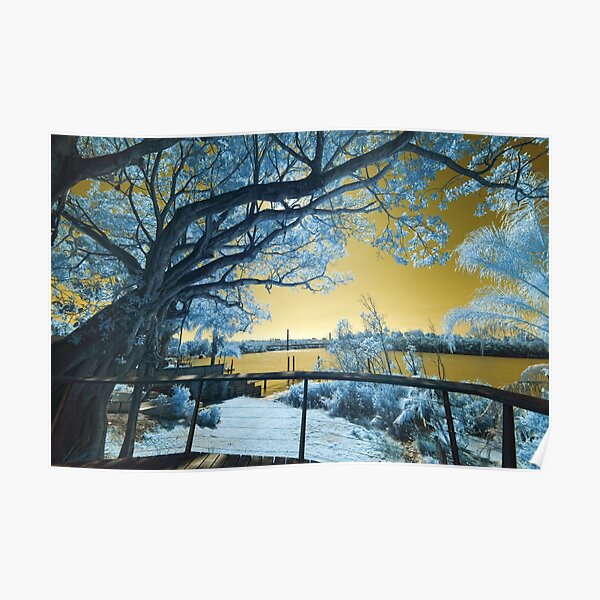 The Fig Tree and the Eleanor Schonell Bridge Poster