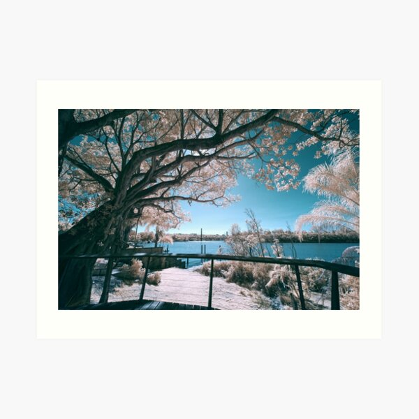 The Fig Tree in Pink And Green Art Print