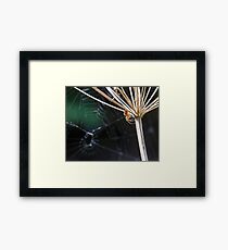 Spider Framed Print
