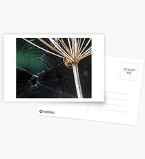 Spider Postcards